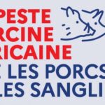 Progression de la peste porcine africaine en Italie à seulement 55 km de la frontière française